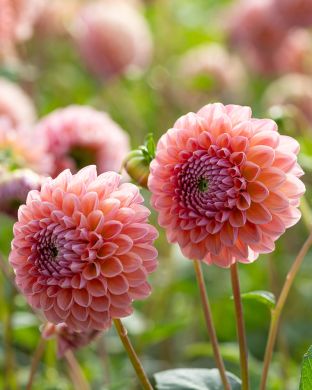 Pallodaalia Linda's Baby 3 kpl