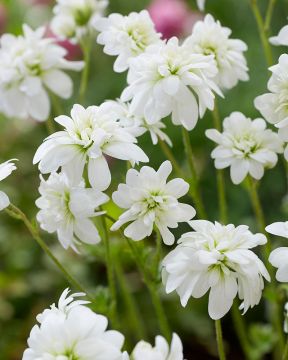 Papelorikko Plena 3 kpl