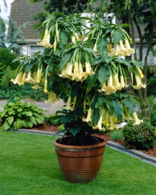 Pasuunakukka keltainen