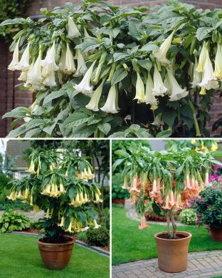 Pasuunakukka mix 3 kpl