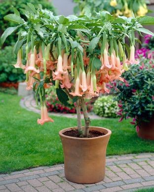 Pasuunakukka vaaleanpunainen