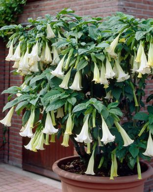 Pasuunakukka mix 3 kpl