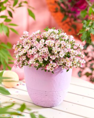 Patioruusu Cutie Pie