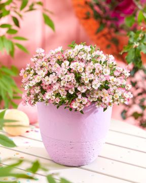 Patioruusu Cutie Pie