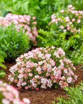 Patioruusu Cutie Pie