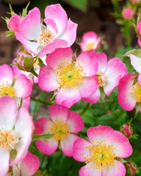 Patioruusu Cutie Pie