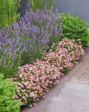 Patioruusu Cutie Pie