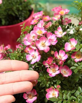 Patioruusu Cutie Pie