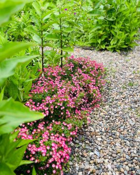 Patioruusu Cutie Pie