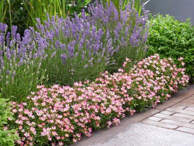 Patioruusu Cutie Pie