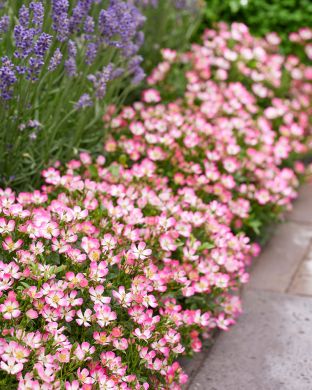 Patioruusu Cutie Pie