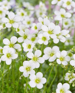 Patjarikko Schneeteppich 6 kpl