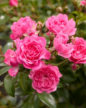 Peittoruusu Pink Fairy 3 kpl