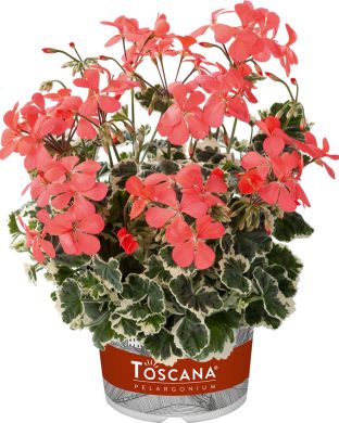 Koristepelargoni Frank Headley