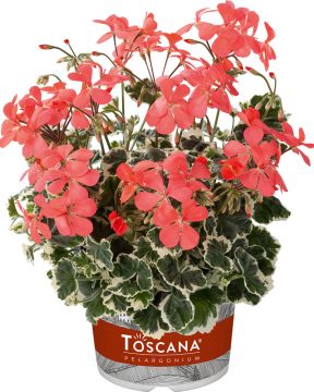 Koristepelargoni Frank Headley