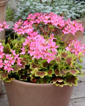 Tähtipelargoni Lotusland