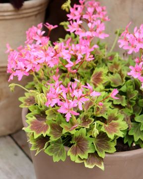 Tähtipelargoni Lotusland