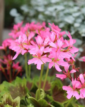 Tähtipelargoni Lotusland