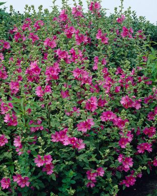 Pensasmalvikki Burgundy Wine 3 kpl