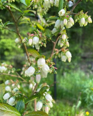 Pensasmustikka mix 4 kpl