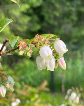 Pensasmustikka Kullanmuru 3 kpl