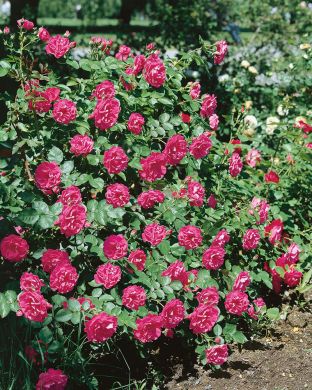 Pensasruusu George Vancouver