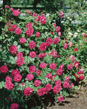 Pensasruusu George Vancouver