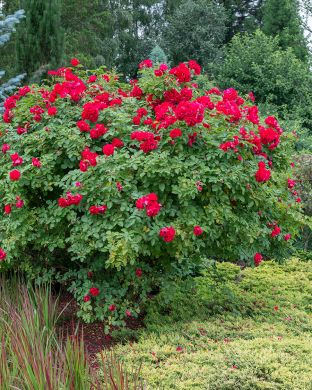 Pensasruusu Hansaland