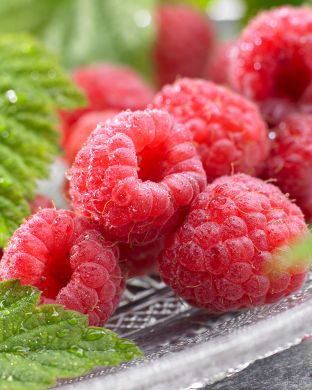 Pensasvadelma Maurin Makea 3 kpl