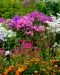 Perenna mix 24 kpl