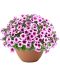 Petunia Berry Lace
