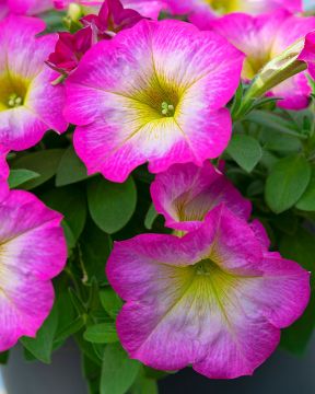 Petunia Pink Morn 3 kpl