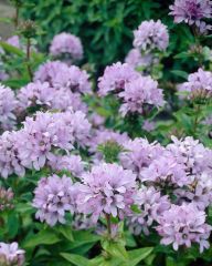 Peurankello Caroline 3 kpl