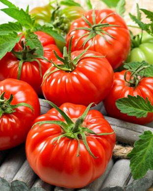 Pihvitomaatti Buffalosteak 3 kpl