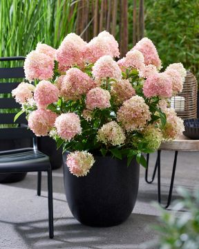 Pikkujapaninhortensia Living Little Love