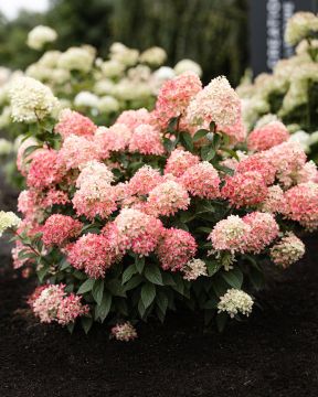 Pikkujapaninhortensia Living Little Love