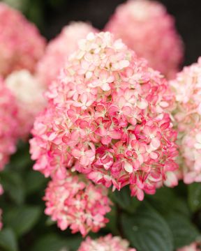 Pikkujapaninhortensia Living Little Love