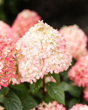Pikkujapaninhortensia Living Little Love