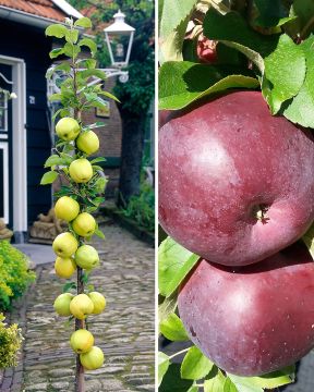 Pilariomenapuu mix 2 kpl