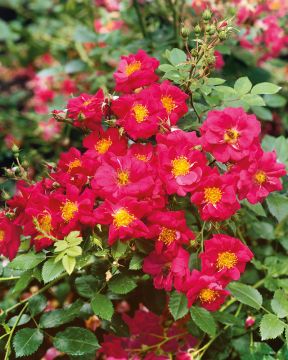 Pilariruusu Henry Kelsey