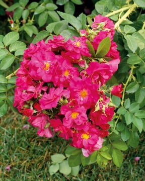 Pilariruusu John Cabot