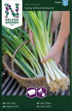 Pillisipuli Long White Ishikura kylvönauha