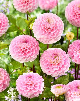 Pompondaalia Wizard of Oz