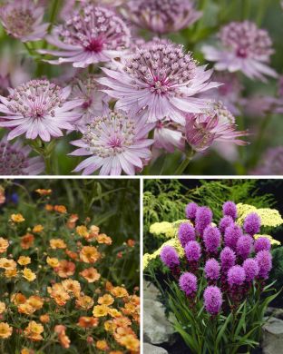 Pörriäissuosikit-perenna mix 31 kpl