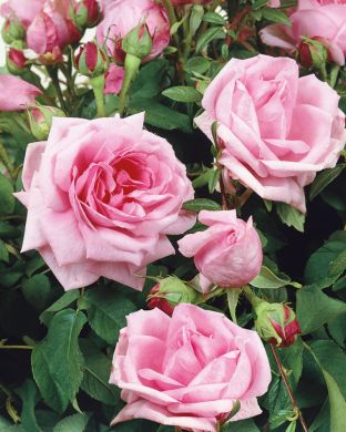 Portlandruusu Madame Boll