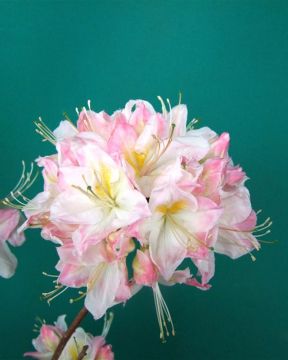 Puistoatsalea Satomi