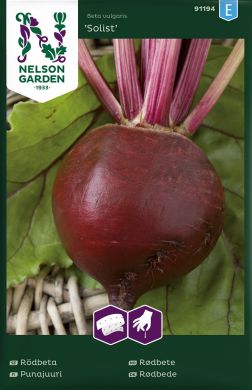 Punajuuri Solist kylvönauha