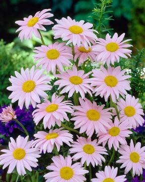 Punapäivänkakkara Robinson's Rose 6 kpl