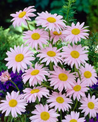 Punapäivänkakkara Robinson's Rose 3 kpl