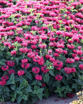 Punaväriminttu Bee Happy 3 kpl